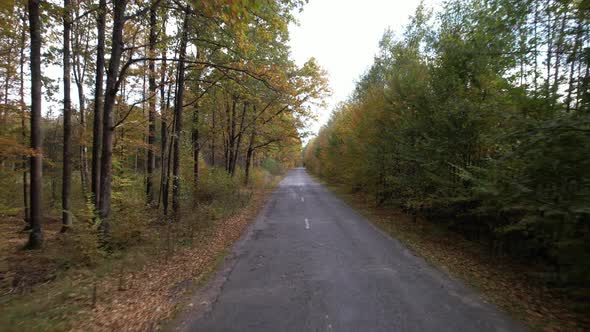 Flight over the forest road on an autumn sunny day. Travel and nature concept