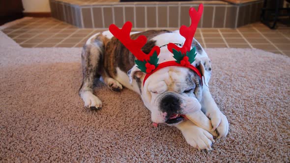 Bulldog Ready For Christmas