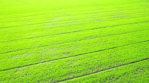 Drone flying over the beautiful rice field scenery. nature green pattern