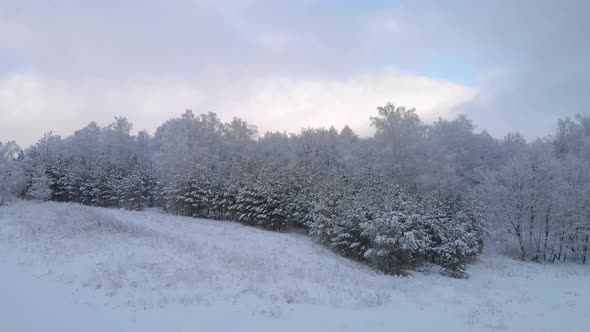 Calm winter forest at dusk