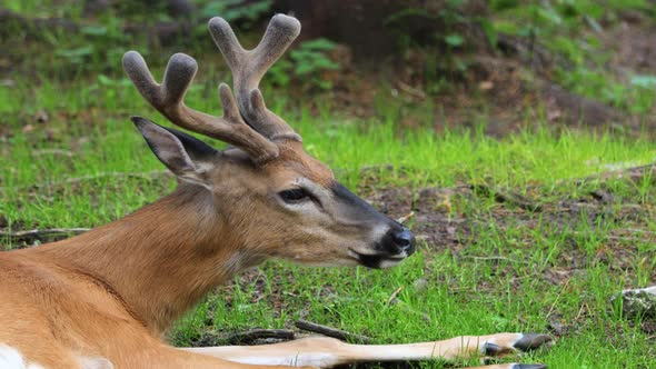 White-tailed Deer (Odocoileus Virginianus), Also Known As the Whitetail or Virginia Deer.