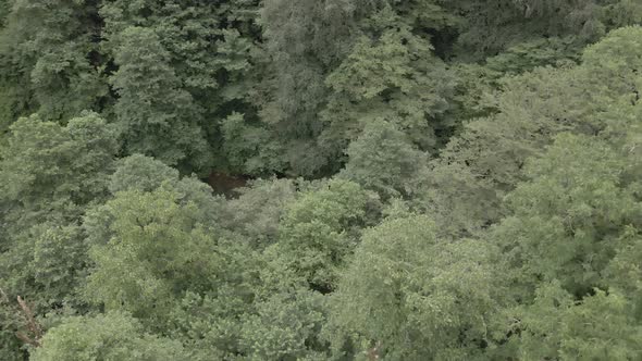 Mtirala National Park from drone, Adjara, Georgia. Flying over subtropical mountain forest