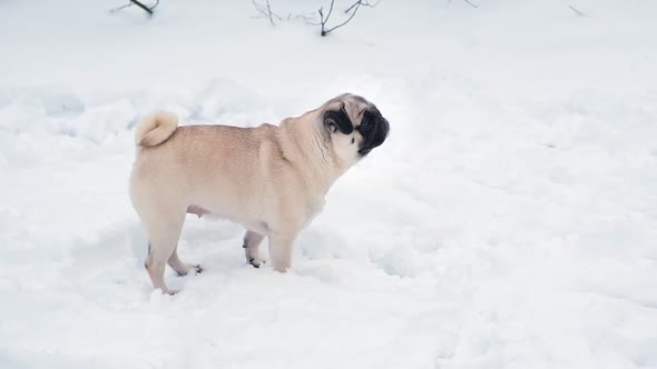 Funny Pug Dog Looking Surprised in Snowy Weather