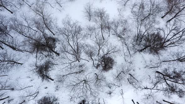 Aerial Shot of City Park in Moscow, Russia. Drone Is Hovering Over the Park at Winter Time. Top View