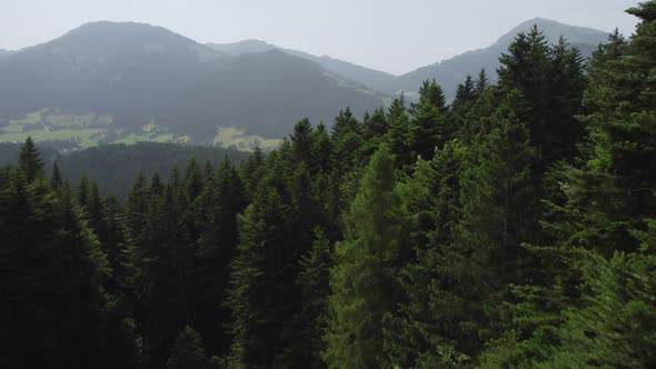 Fly over Mountain rural towards big forest and rises above the tree crowns  with moody sky and alps