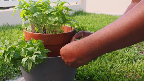 Pruning fresh oregano out of the pot.