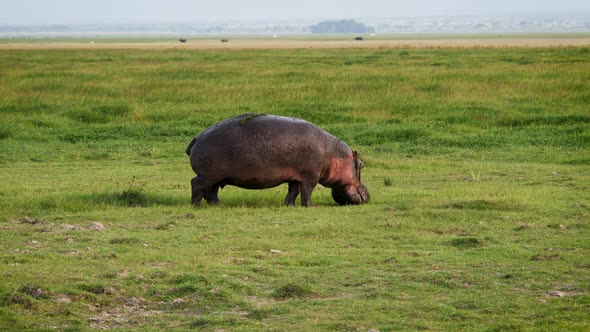 Adult Big African Hippo Grazing Grass In Grassland Of The Swamp