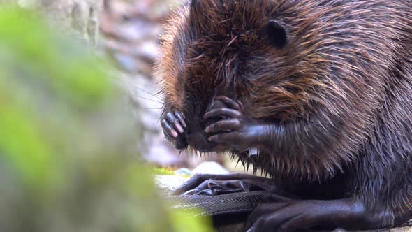 The Eurasian beaver (Castor fiber), Beaver cleaning itself, cute animal close-up