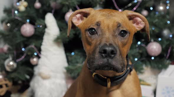 An Interested German Boxer Puppy Looks at the Camera Against the Background of a Christmas Tree with