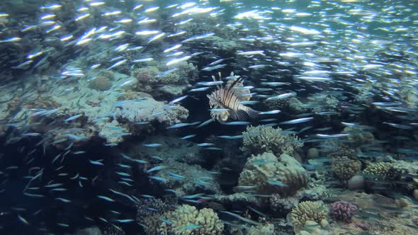 Blue Water Coral Reef Fish