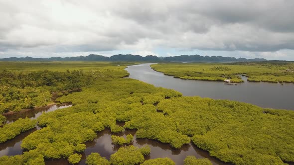 Mangrove Forest in Asia