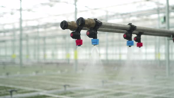 Closeup View of Watering of Green Plants at Hydroponic Greenhouse Indoors Spbd