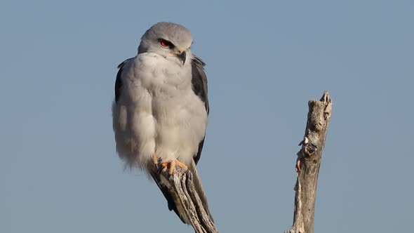 Black-Shouldered Kite