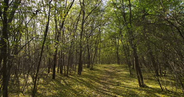 Walking Path In The Forest