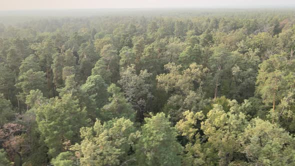 Aerial View of a Green Forest on a Summer Day