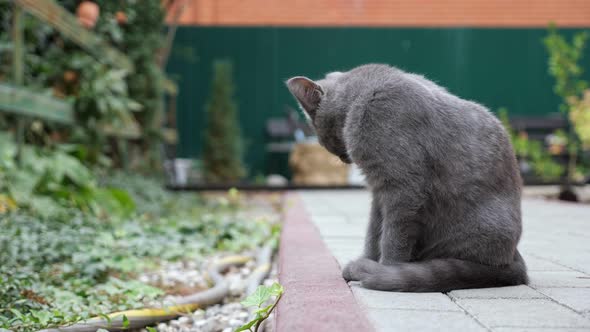 Gray Kitten Is Washed While Sitting on a Paving Trail in the Garden