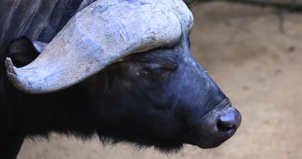 Close Up of an African Buffalo Syncerus Caffer or Cape Buffalo Eating in the Savannah of South