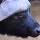 Close Up of an African Buffalo Syncerus Caffer or Cape Buffalo Eating in the Savannah of South - VideoHive Item for Sale