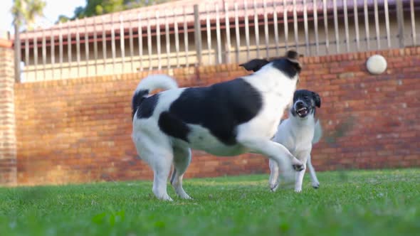 Two small puppy dogs, fighting playfully on grass, slow motion.