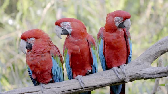 Group of red-and-green macaws chilling in a tree; static shot