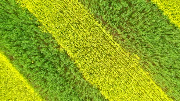 Agricultural Field Of Blooming Yellow Stripes And Green Canola Aerial Moving Up