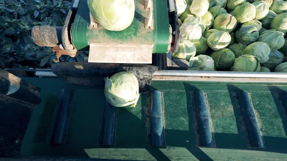 Conveyor Belts with Ripe Cabbage Moving Along Them