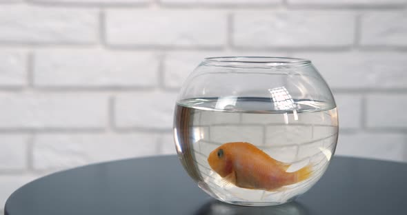 Bowl aquarium with fish. 