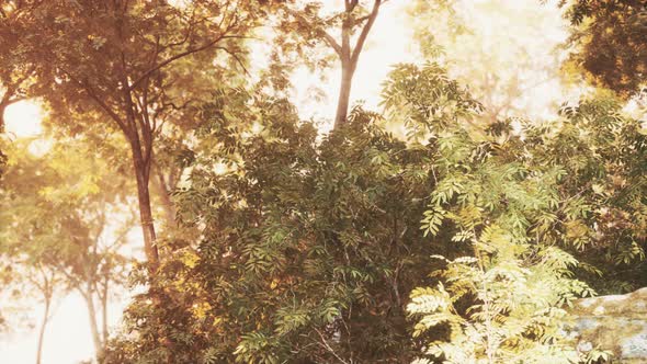 Beautiful Green Forest Glade in a Light of Sun