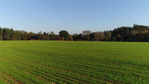 Spring Meadow