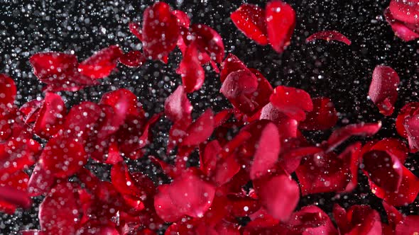 Super Slow Motion Shot of Real Red Rose Petals and Water Explosion on Black Background at 1000 Fps alt