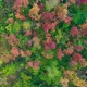 Aerial view of autumn forest. - VideoHive Item for Sale