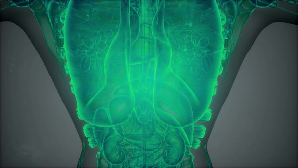 Anatomy Tomography Scan of Human Body alt