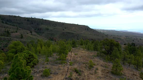 Pine Forest In Summit Of Tenerife 4k