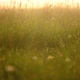 Wild flowers and grass close-up after the rain in the meadow in the sun, - VideoHive Item for Sale
