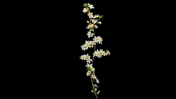 Wild Plum Flower Isolated 6