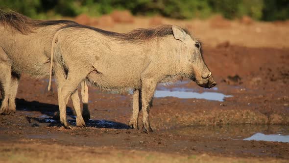 Warthog At A Waterhole