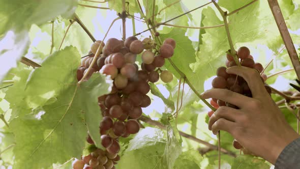 Organic grape vineyard with many bunches of grapes for harvesting. The fresh grapes are delicious, q