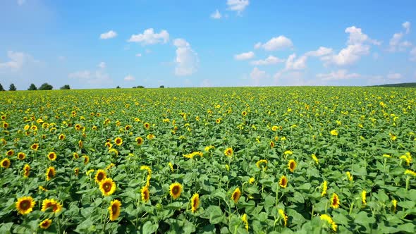 Drone shooting af summer landscape with large sunflowers field