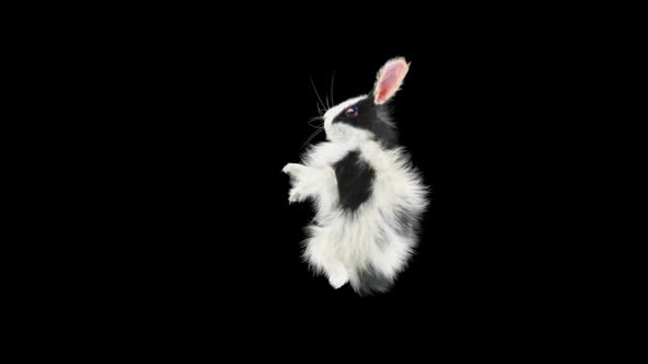 Rabbit Dancing HD