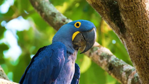 A Blue And Yellow Parrot In Zoo