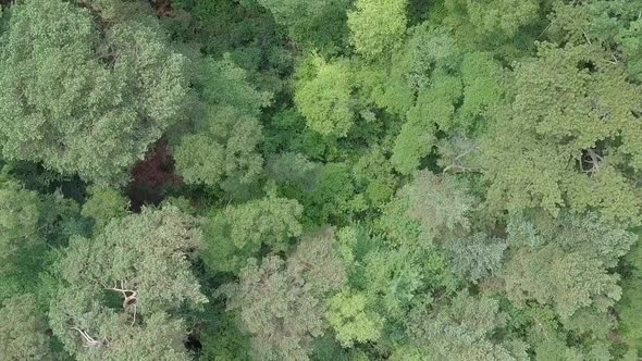 Rotating top shot of treetops of a forest canopy in Devon, UK, STATIC CROP