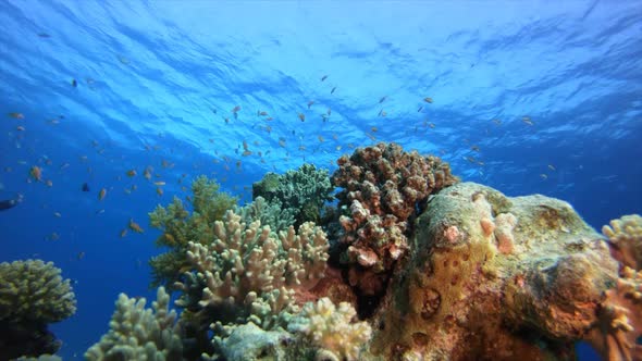 Tropical Blue Water Colorful Fishes