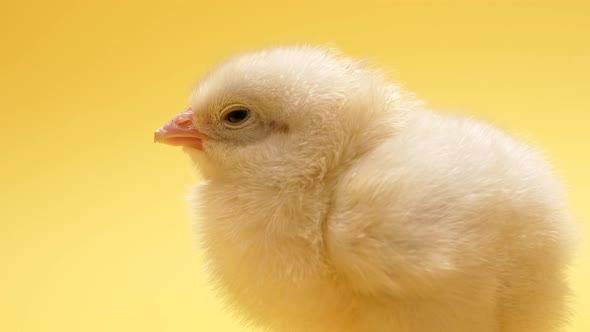 Cute Little Chick for Design Decorative Theme