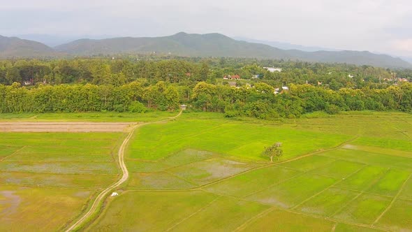 Rice Field with Mountain View in Thailand Countryside