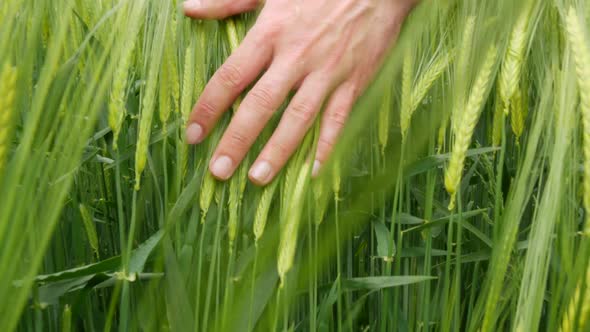 Strong Male Hand Gently Runs on Fresh Green Wheat in the Field Checking the Future Harvest