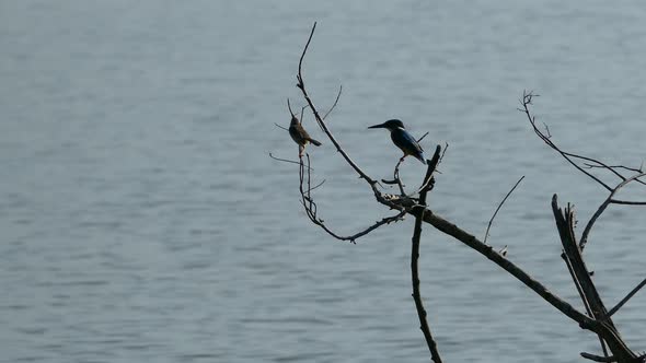 Kingfisher flying away at Mau Ara Reservoir in Udawalawe national Park