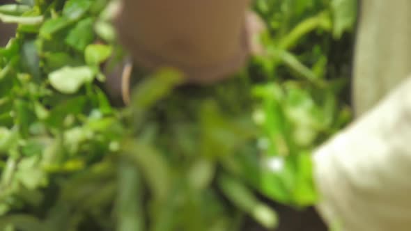 Fresh Green Tea Leaves Fall on Large Pile From Blue Bags