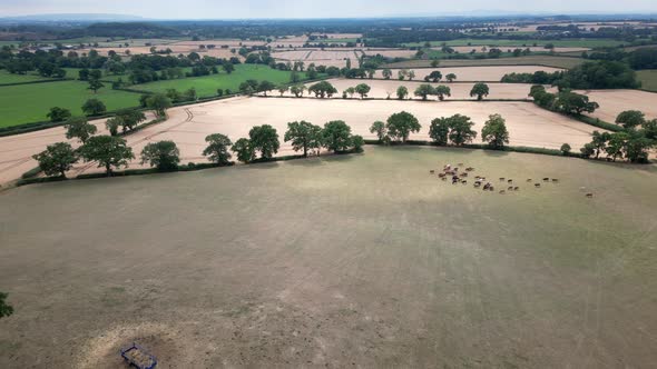 An aerial view of Wheat fields ready for harvest on land in Worcestershire, England.