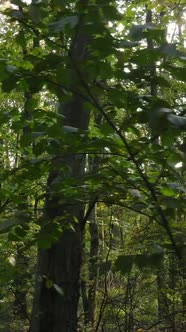 Vertical Video Autumn Forest with Trees By Day Slow Motion