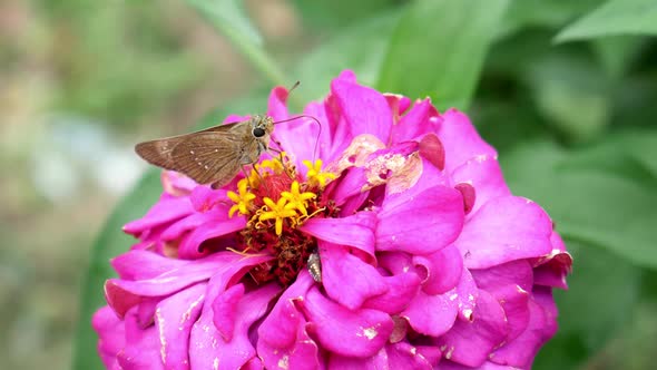 Butterflies and other insect perch on beautiful pink flower. Natural background with leaves.